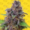 GELATO AUTO · Original Sensible Seeds · semillas de marihuana · AutoFem