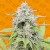 GORILLA Z · Original Sensible Seeds · cannabis seeds · Fem