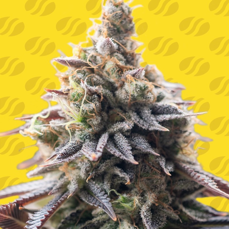 GRAPE SODA AUTO · Original Sensible Seeds · semi di canapa · AutoFem