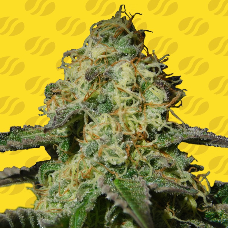JEALOUSY AUTO · Original Sensible Seeds · semillas de marihuana · AutoFem