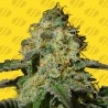 JEALOUSY AUTO · Original Sensible Seeds · semillas de marihuana · AutoFem