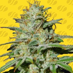 JUNGLE LAVA AUTO · Original Sensible Seeds · semillas de marihuana · AutoFem