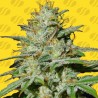 JUNGLE LAVA AUTO · Original Sensible Seeds · semillas de marihuana · AutoFem