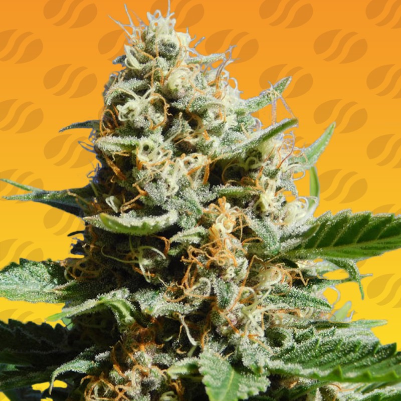 KUSH MINTZ FAST · Original Sensible Seeds · semi di canapa · Fem