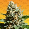 KUSH MINTZ FAST · Original Sensible Seeds · semillas de marihuana · Fem
