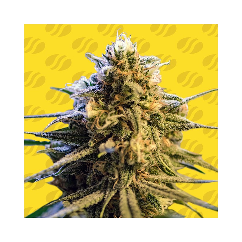 LEMON OASIS AUTO · Original Sensible Seeds · semillas de marihuana · AutoFem