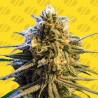 LEMON OASIS AUTO · Original Sensible Seeds · semi di canapa · AutoFem