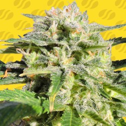 LEMONBERRY HAZE AUTO · Original Sensible Seeds · cannabis seeds · AutoFem