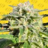 LEMONBERRY HAZE AUTO · Original Sensible Seeds · semi di canapa · AutoFem