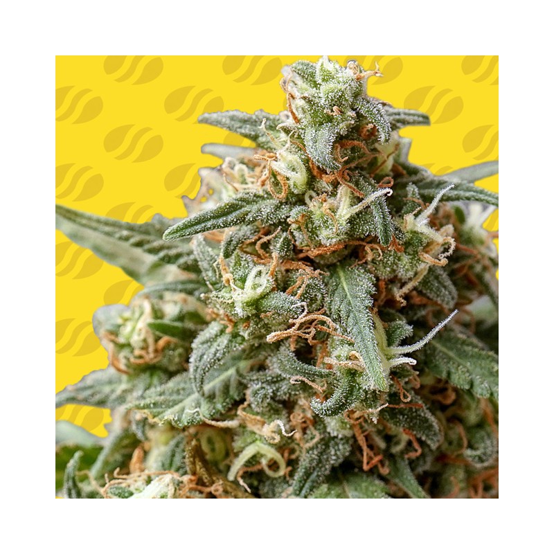 OG EDDY LEPP AUTO · Original Sensible Seeds · semi di canapa · AutoFem