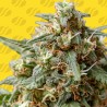 OG EDDY LEPP AUTO · Original Sensible Seeds · semi di canapa · AutoFem