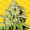 ORANGE DIESEL AUTO · Original Sensible Seeds · semillas de marihuana · AutoFem