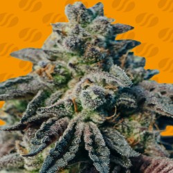 PEANUT BUTTER OGKB · Original Sensible Seeds · semillas de marihuana · Fem