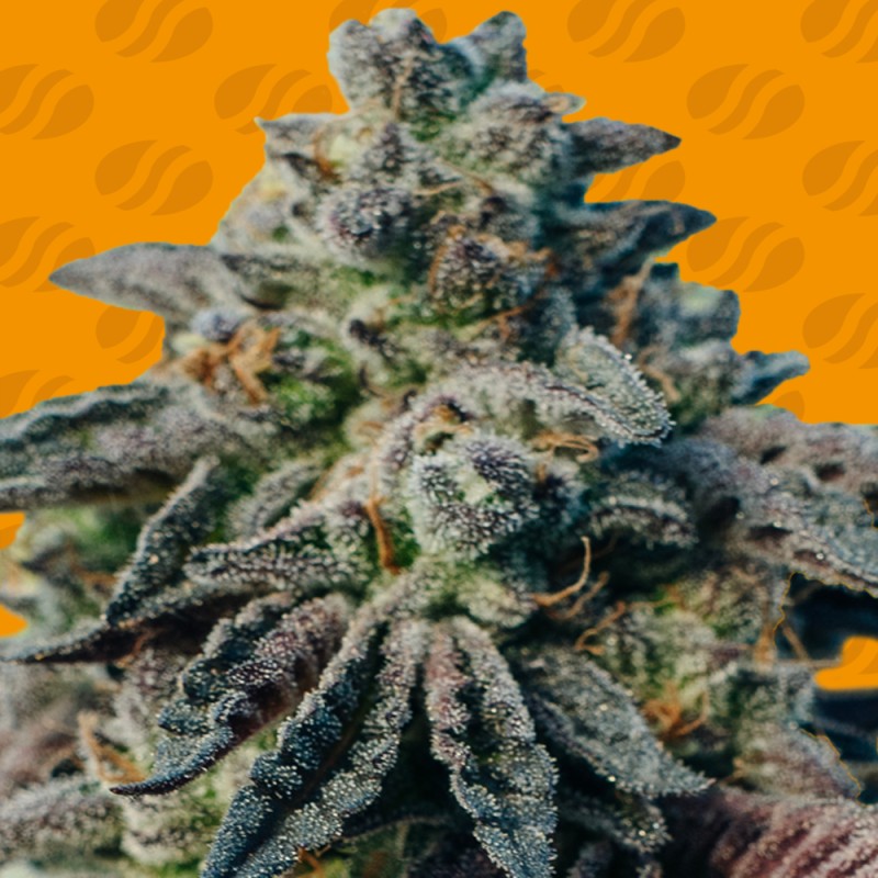 PEANUT BUTTER OGKB · Original Sensible Seeds · semillas de marihuana · Fem