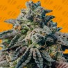 PEANUT BUTTER OGKB · Original Sensible Seeds · semi di canapa · Fem