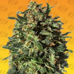 PEANUT BUTTER OGKB FAST · Original Sensible Seeds · cannabis seeds · Fem