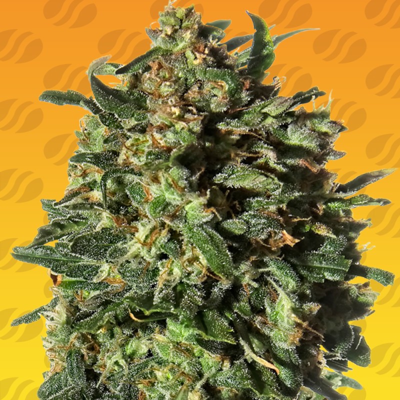 PEANUT BUTTER OGKB FAST · Original Sensible Seeds · semi di canapa · Fem