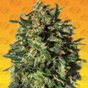 PEANUT BUTTER OGKB FAST · Original Sensible Seeds · semi di canapa · Fem