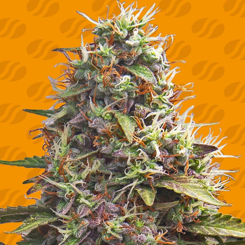 PELLEZINO COOKIES · Original Sensible Seeds · semillas de marihuana · Fem