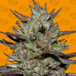 PINK ROZAY · Original Sensible Seeds · semi di canapa · Fem