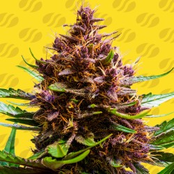 PINK ROZAY X STRAWBERRY BANANA AUTO · Original Sensible Seeds · semi di canapa · AutoFem