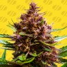 PINK ROZAY X STRAWBERRY BANANA AUTO · Original Sensible Seeds · semillas de marihuana · AutoFem