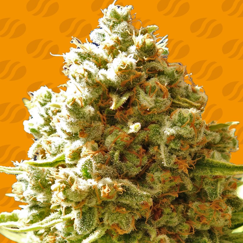 PURE KUSH · Original Sensible Seeds · semillas de marihuana · Fem