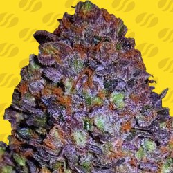 PURPLE HAZE AUTO · Original Sensible Seeds · cannabis seeds · AutoFem