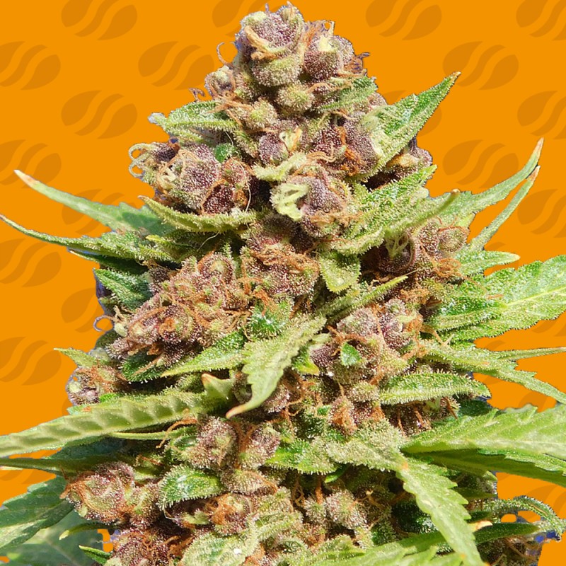 PURPLE PUNCH COOKIES · Original Sensible Seeds · semi di canapa · Fem
