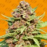PURPLE PUNCH COOKIES · Original Sensible Seeds · cannabis seeds · Fem