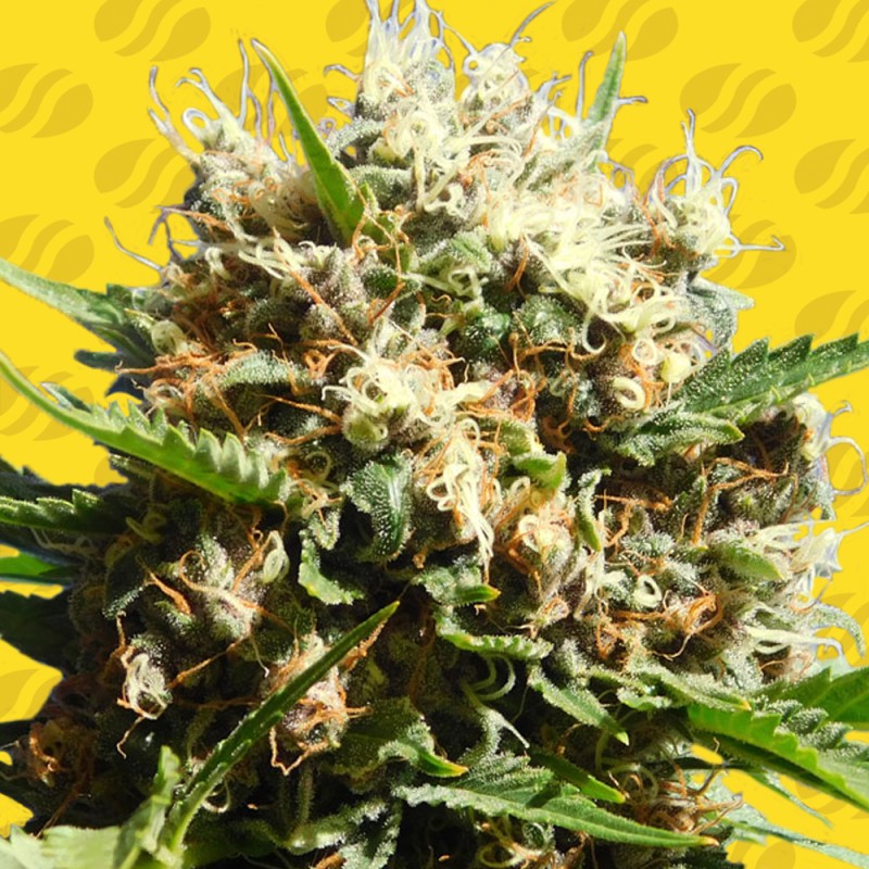 RUNTZ AUTO · Original Sensible Seeds · cannabis seeds · AutoFem