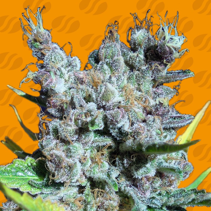 RUNTZ GUM · Original Sensible Seeds · semillas de marihuana · Fem