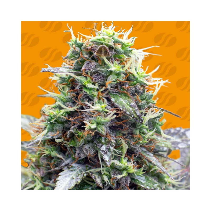 SHERBET MOONROCKS · Original Sensible Seeds · semi di canapa · Fem