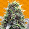 SHERBET MOONROCKS · Original Sensible Seeds · cannabis seeds · Fem