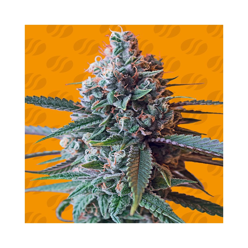 SLAPZ · Original Sensible Seeds · cannabis seeds · Fem