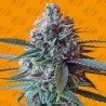 SLAPZ · Original Sensible Seeds · cannabis seeds · Fem