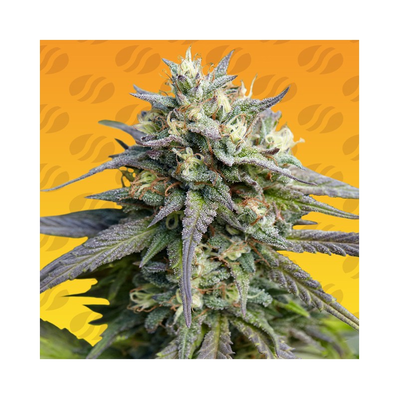 STRAWBERRY BANANA FAST · Original Sensible Seeds · semillas de marihuana · Fem
