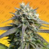 STRAWBERRY BANANA FAST · Original Sensible Seeds · semi di canapa · Fem