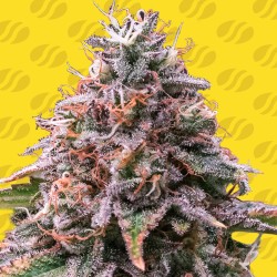 STRAWBERRY PIE AUTO · Original Sensible Seeds · semillas de marihuana · AutoFem