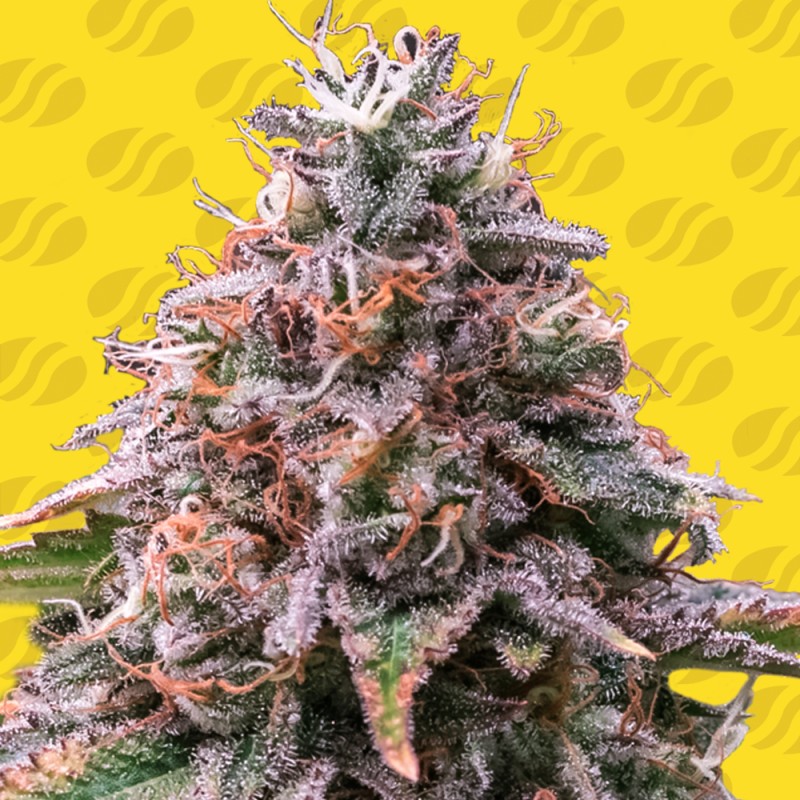 STRAWBERRY PIE AUTO · Original Sensible Seeds · cannabis seeds · AutoFem
