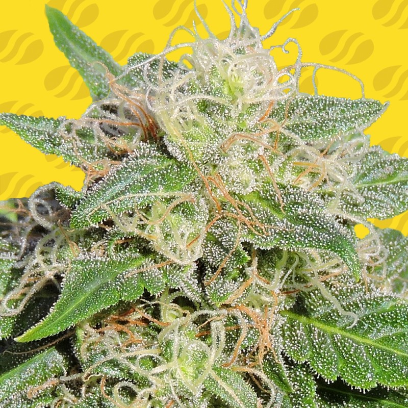 SUPER AUTO LEMON HAZE · Original Sensible Seeds · semillas de marihuana · AutoFem