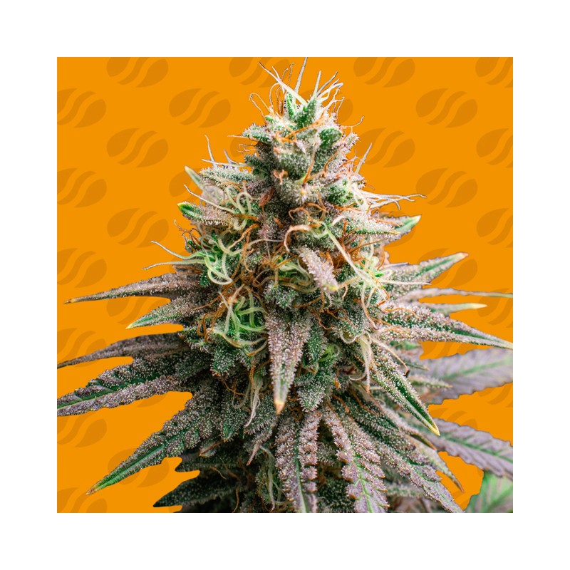 TIRAMISU · Original Sensible Seeds · cannabis seeds · Fem