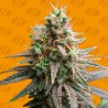 TIRAMISU · Original Sensible Seeds · cannabis seeds · Fem