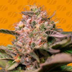 TROP CHERRY · Original Sensible Seeds · semillas de marihuana · Fem