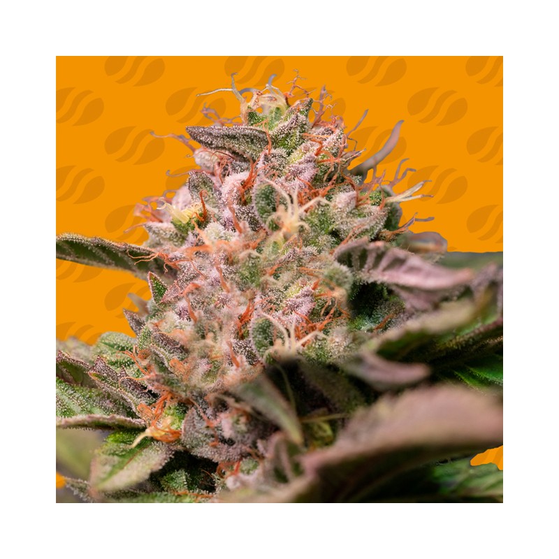 TROP CHERRY · Original Sensible Seeds · semi di canapa · Fem