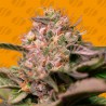 TROP CHERRY · Original Sensible Seeds · semillas de marihuana · Fem
