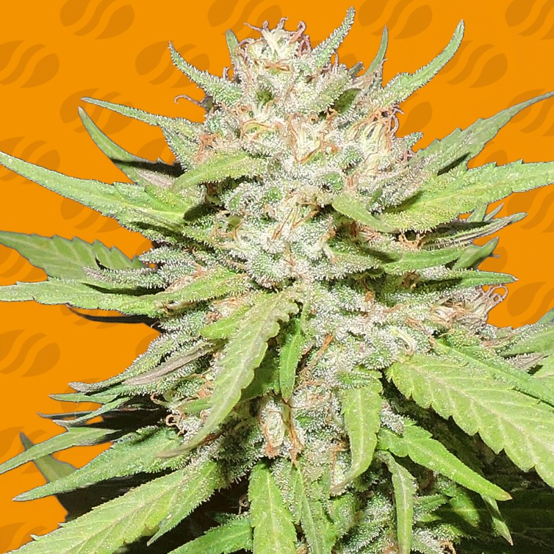 WEDDING CAKE · Original Sensible Seeds · cannabis seeds · Fem