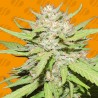 WEDDING CAKE · Original Sensible Seeds · semillas de marihuana · Fem