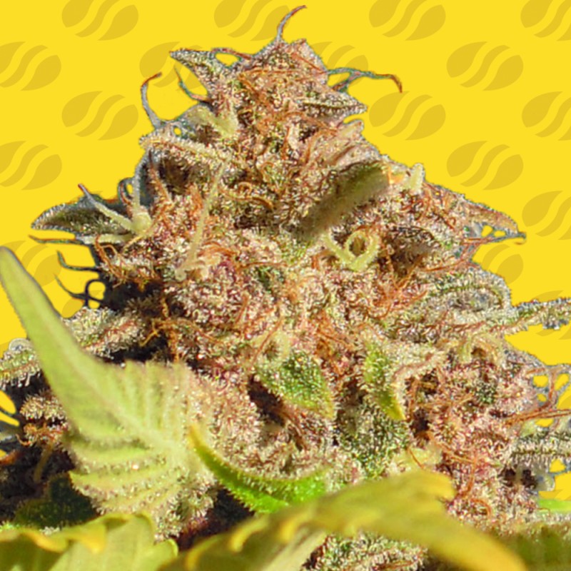 WEDDING CAKE AUTO · Original Sensible Seeds · semi di canapa · AutoFem