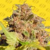 WEDDING CAKE AUTO · Original Sensible Seeds · semillas de marihuana · AutoFem